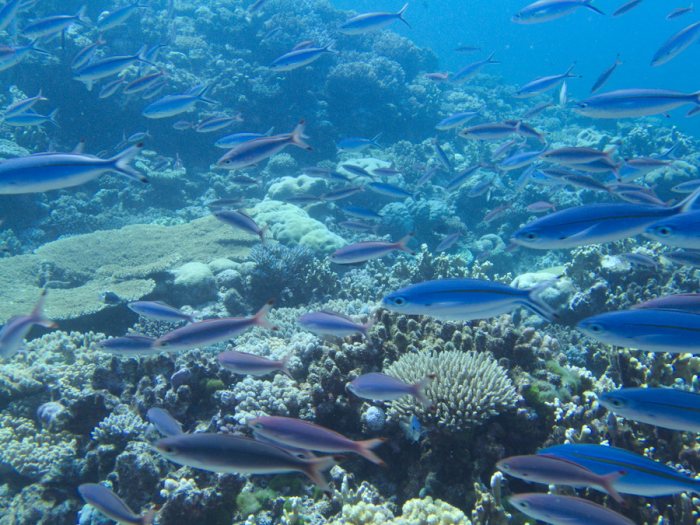 Caesio caerulaurea