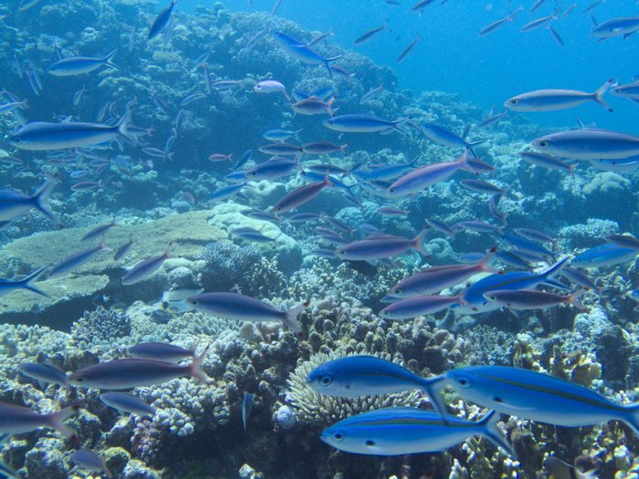 Caesio caerulaurea