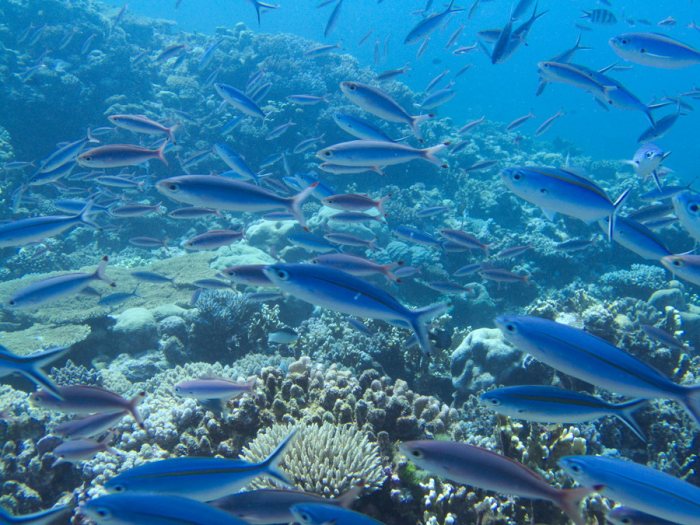 Caesio caerulaurea