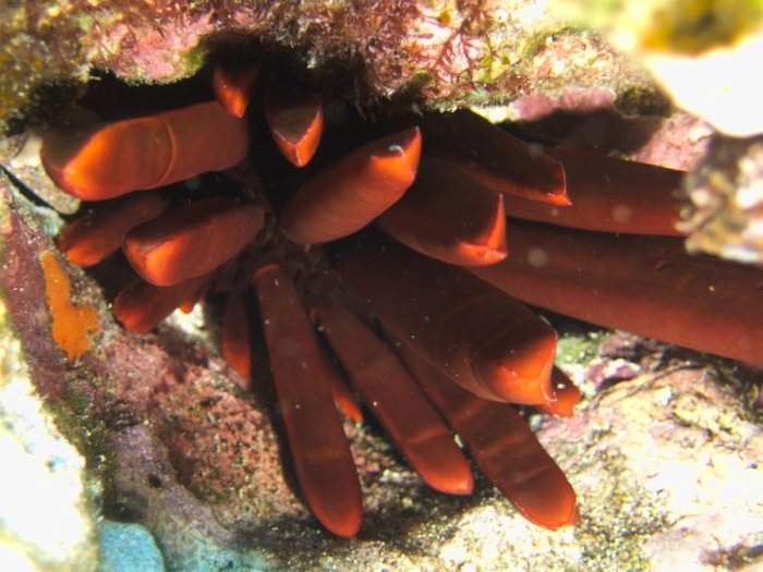 Heterocentrotus mammillatus