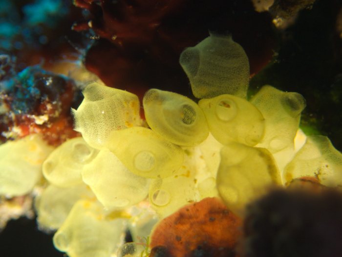 Perophora modificata