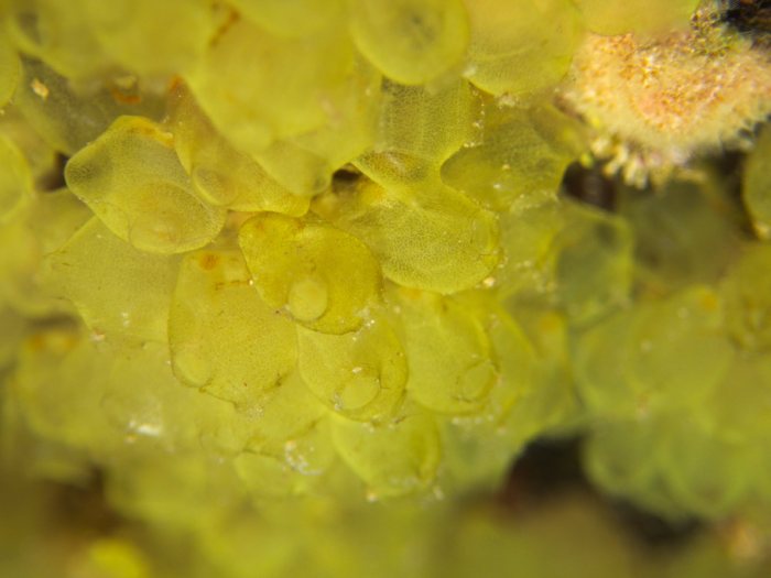 Perophora modificata
