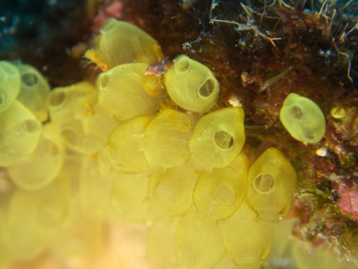 Perophora modificata