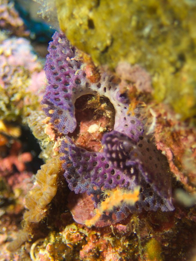 Iodictyum buchneri