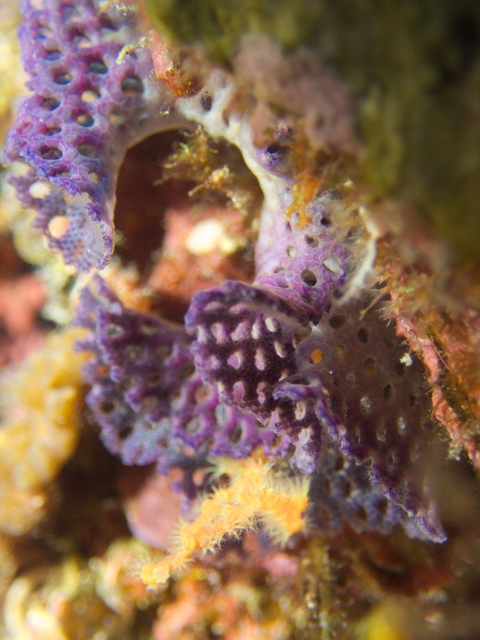 Iodictyum buchneri