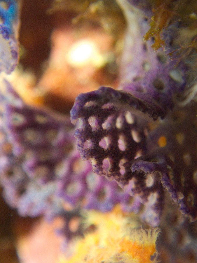 Iodictyum buchneri