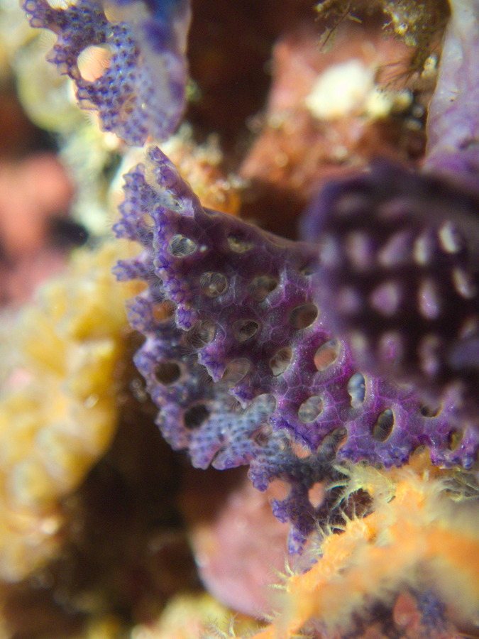 Iodictyum buchneri