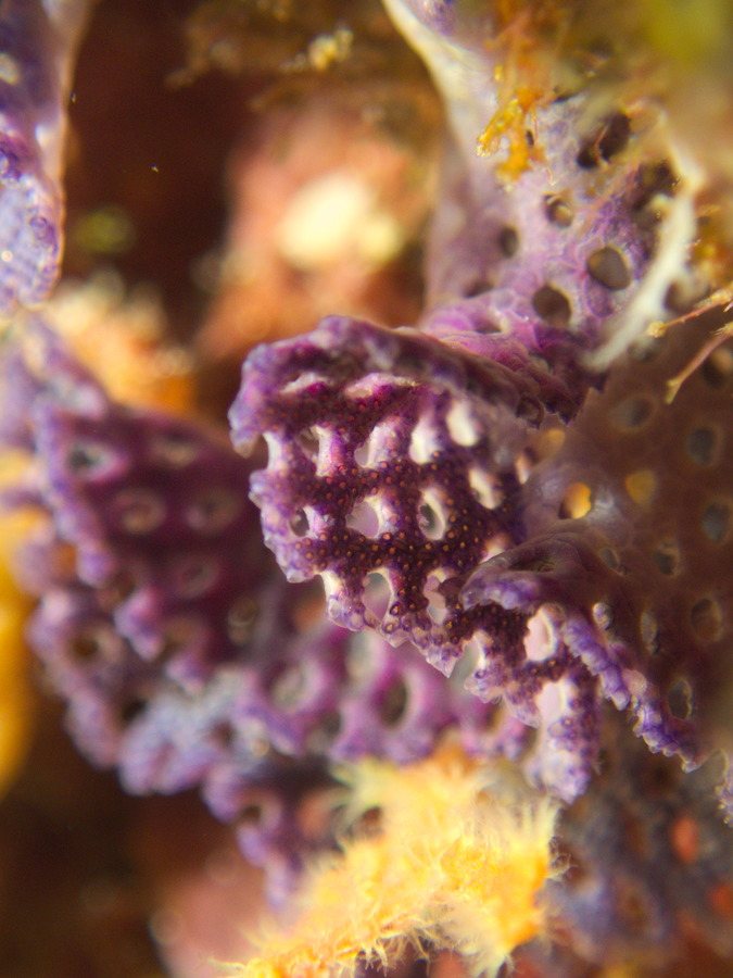 Iodictyum buchneri