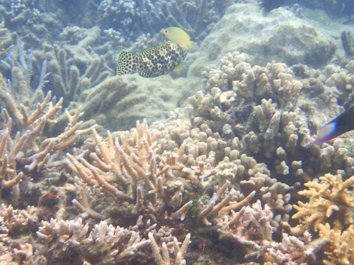 Epinephelus merra