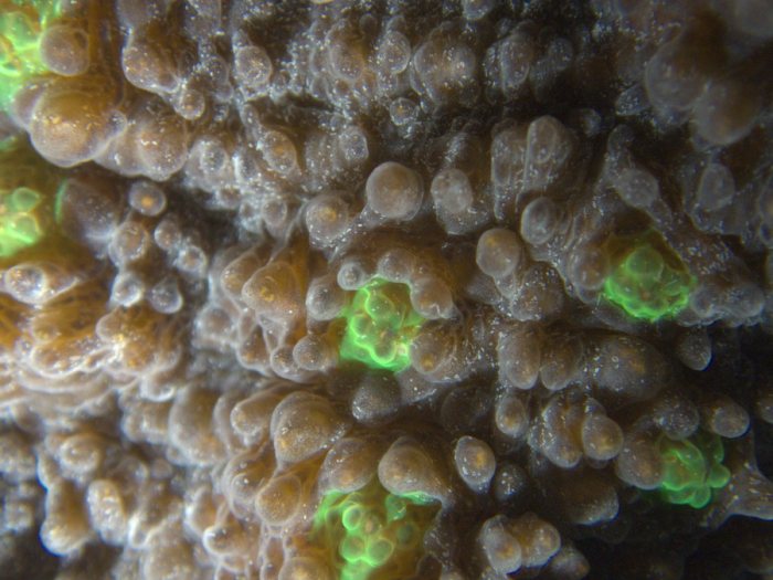 Corail dur
