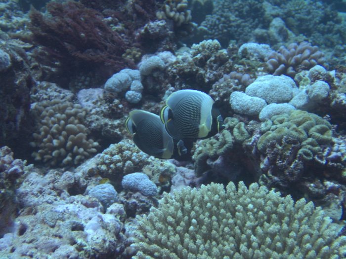 Chaetodon reticulatus
