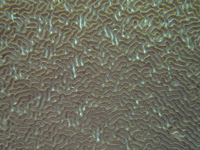 Corail dur