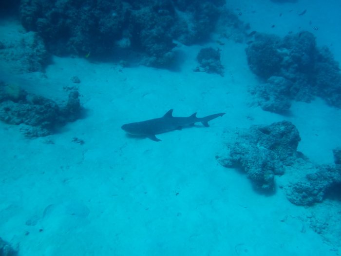 Requin à pointe blanche du lagon