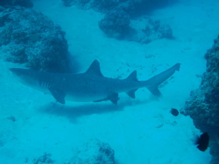 Requin à pointe blanche du lagon