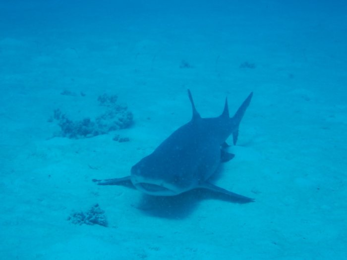 Requin à pointe blanche du lagon