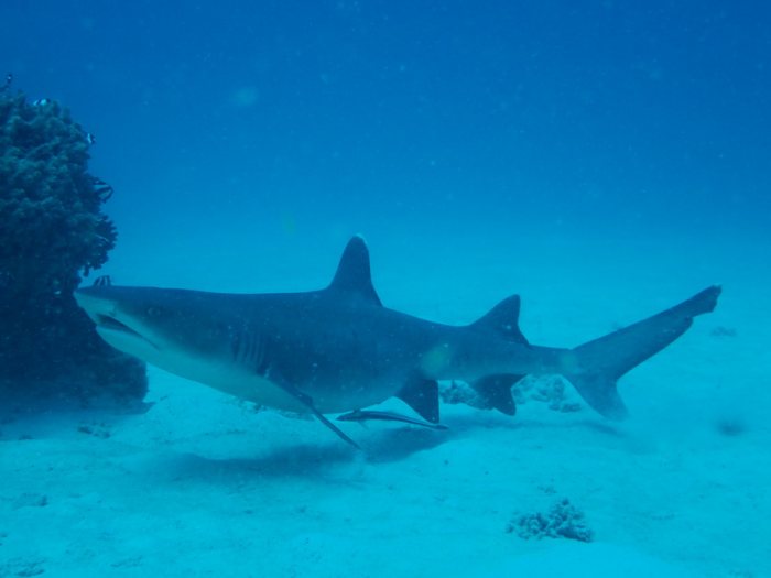 Requin à pointe blanche du lagon