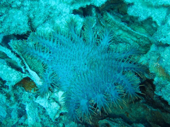 Acanthaster planci