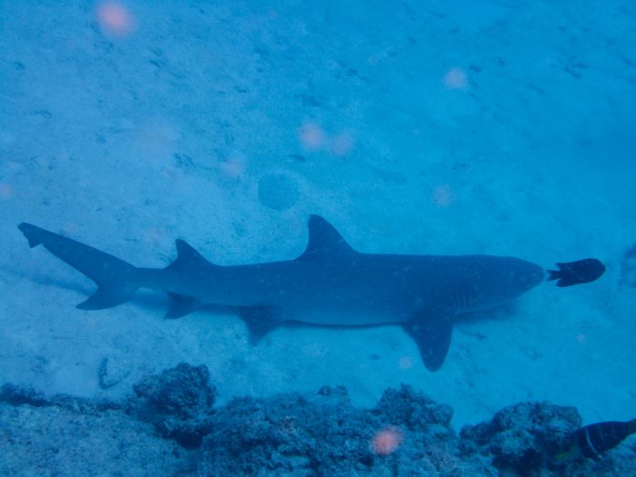 Requin à pointe blanche du lagon