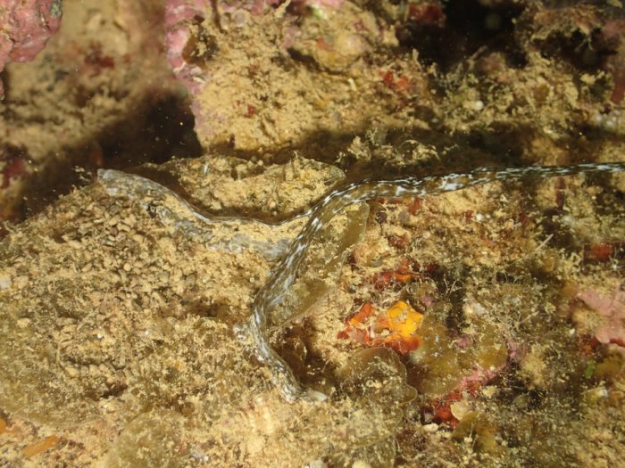 Bonellia sp.