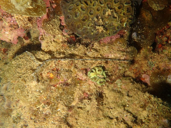 Bonellia sp.