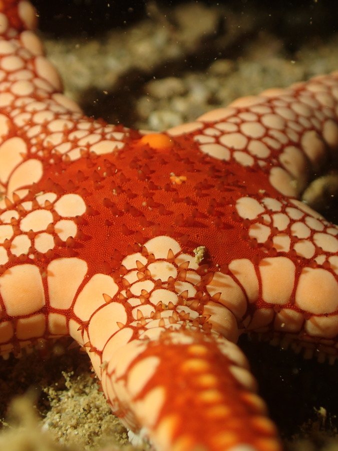 Étoile de mer
