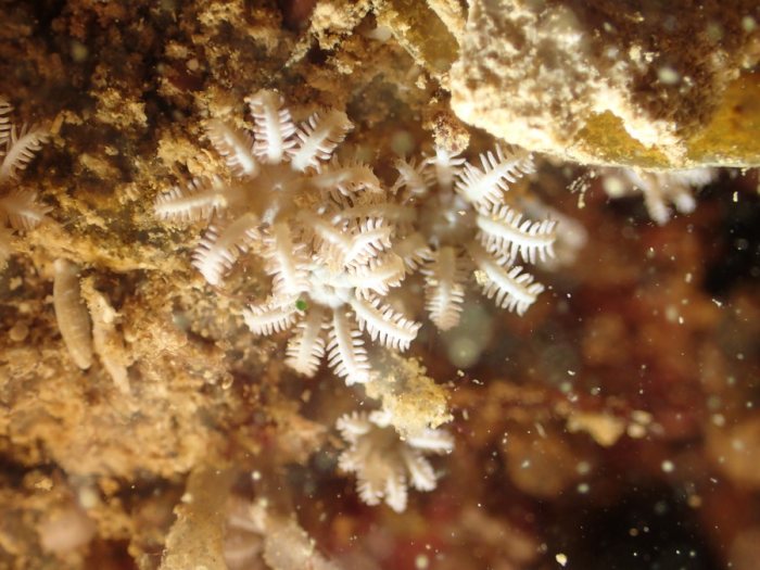 Corail mou