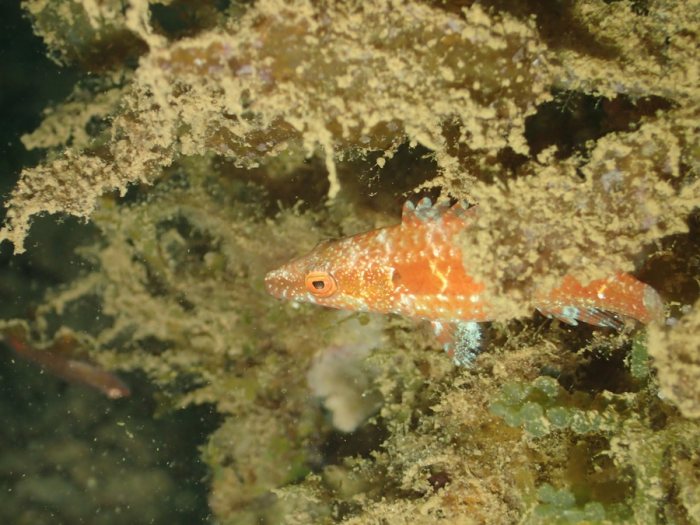 Oxycheilinus sp.