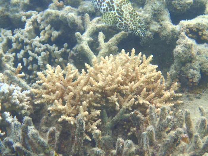 Epinephelus merra