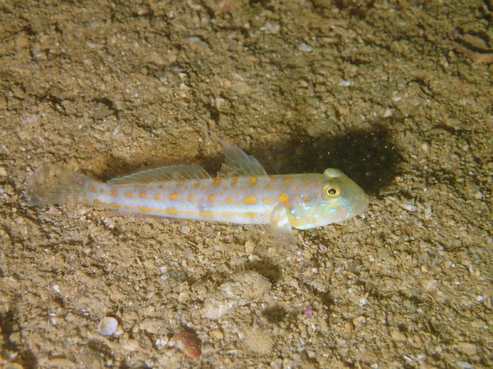 Valenciennea puellaris