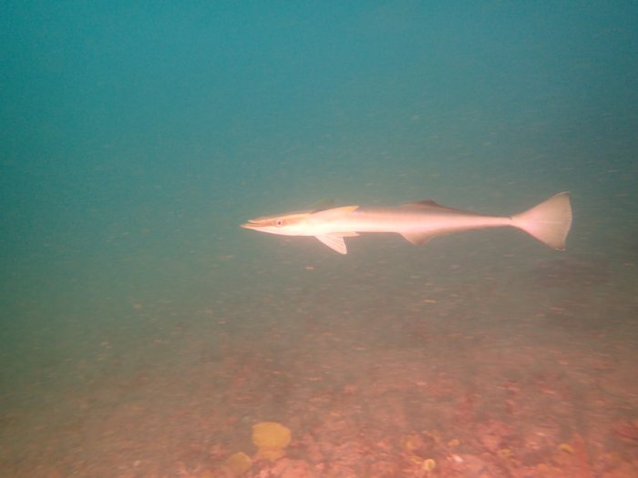 Rémoras