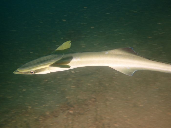 Rémoras