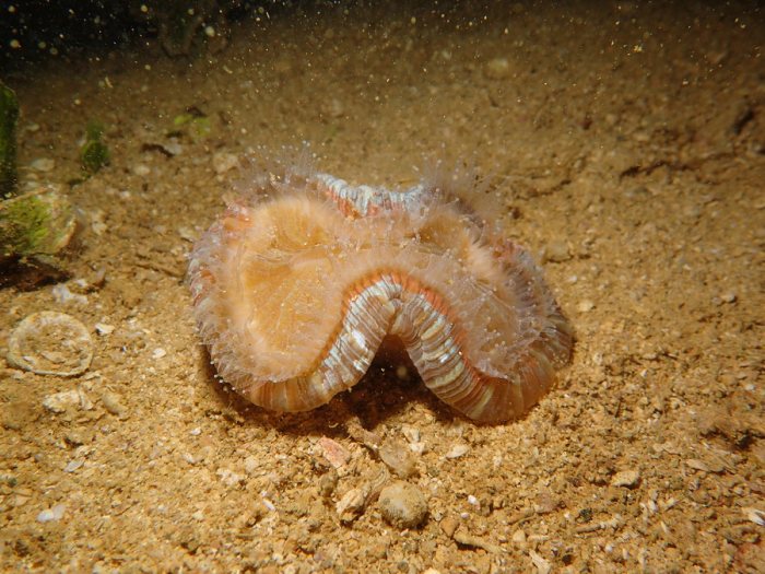 Trachyphyllia geoffroyi
