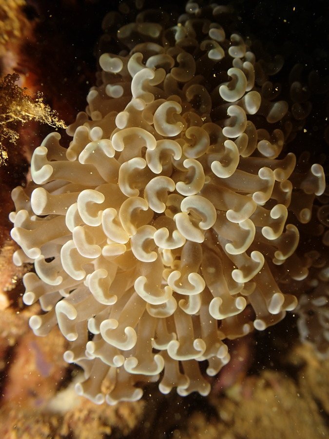 Euphyllia ancora