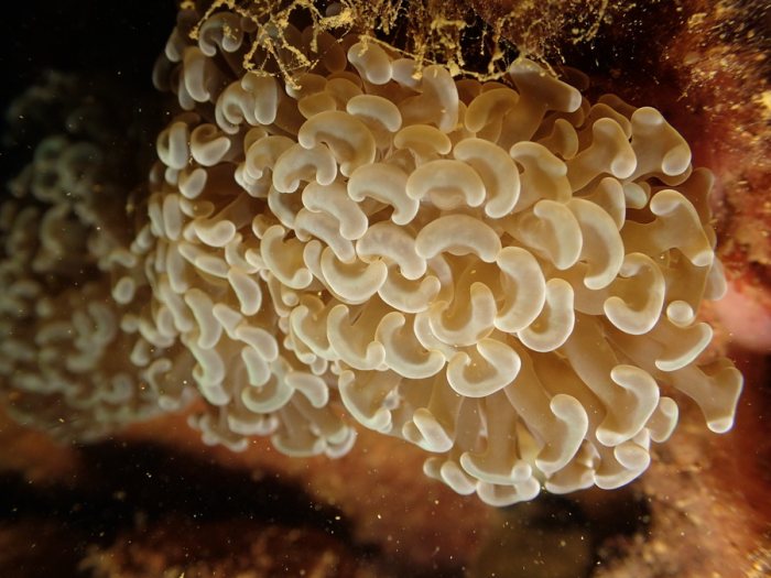 Euphyllia ancora