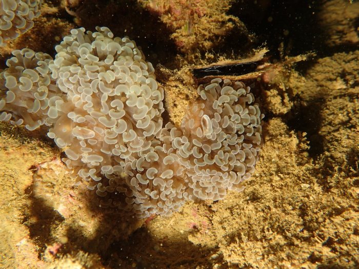 Euphyllia ancora