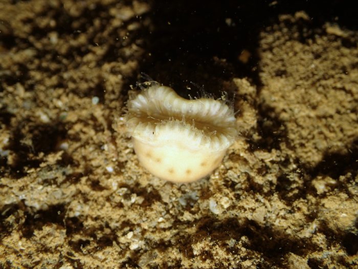 Heteropsammia cochlea