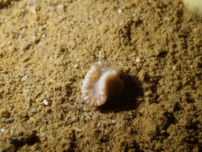 Heteropsammia cochlea