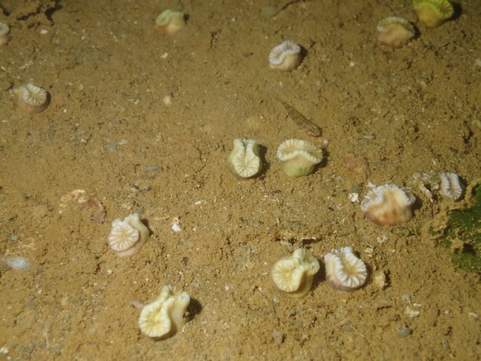 Heteropsammia cochlea