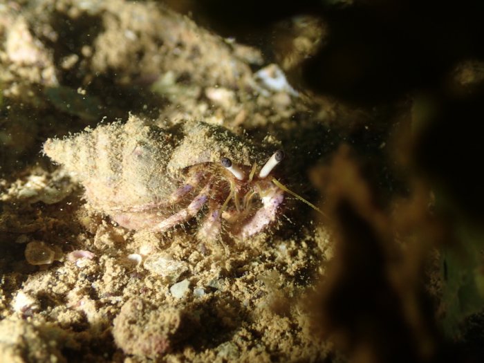 Dardanus lagopodes