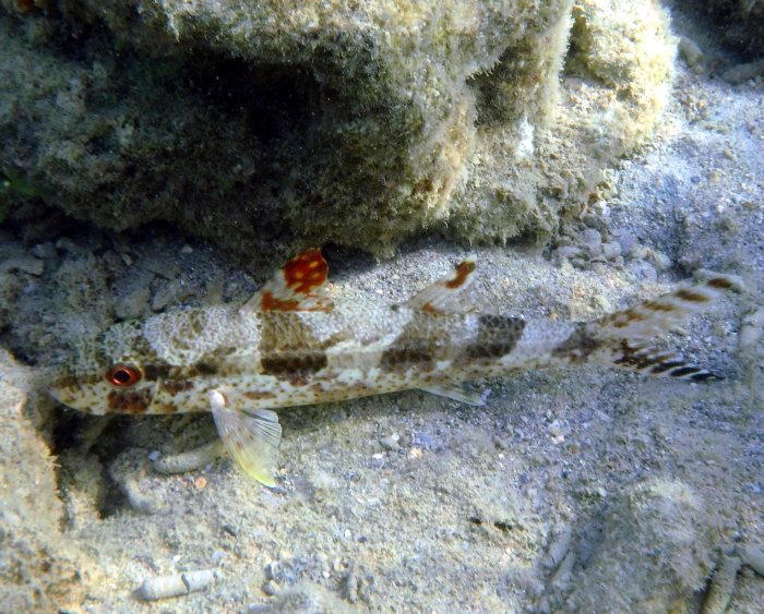 Upeneus tragula