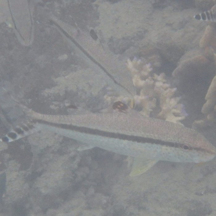 Upeneus tragula