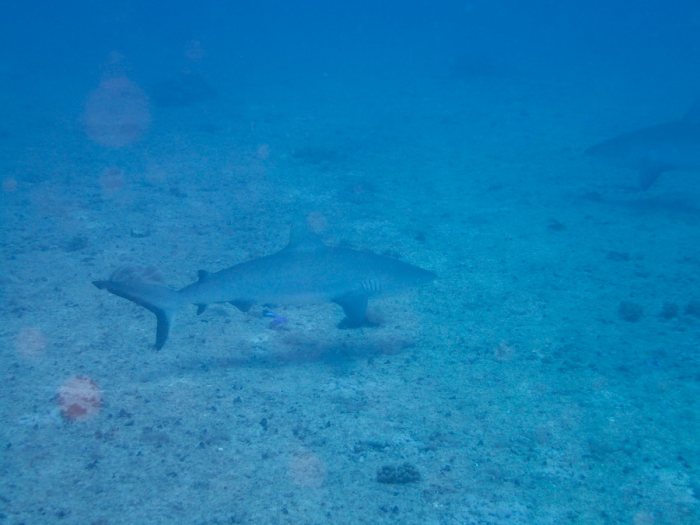 Requin gris de récif