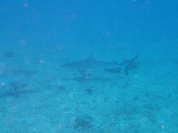 Requin gris de récif
