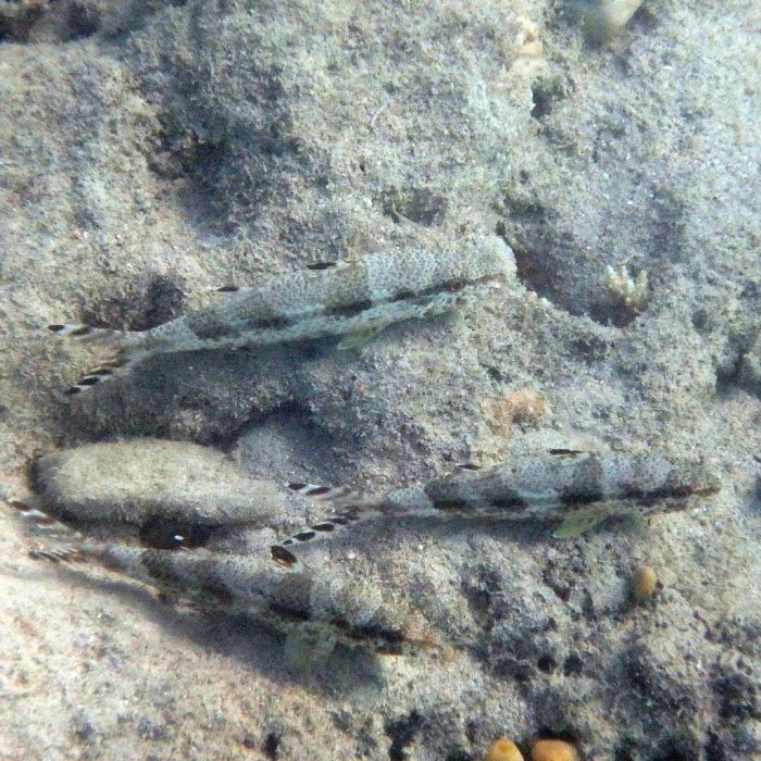 Upeneus tragula