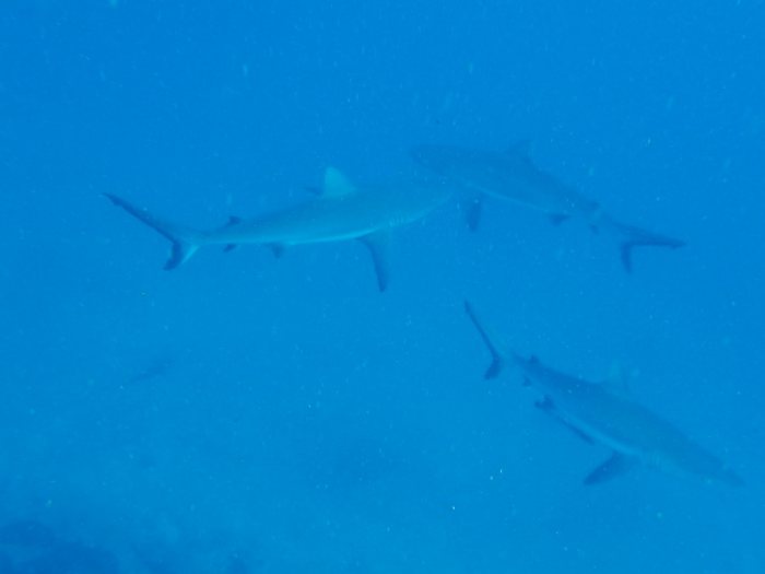 Requin gris de récif