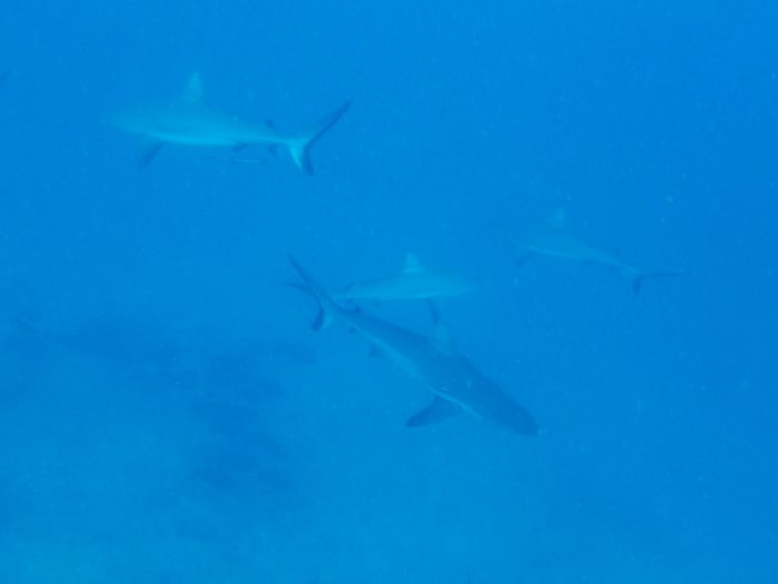 Requin gris de récif