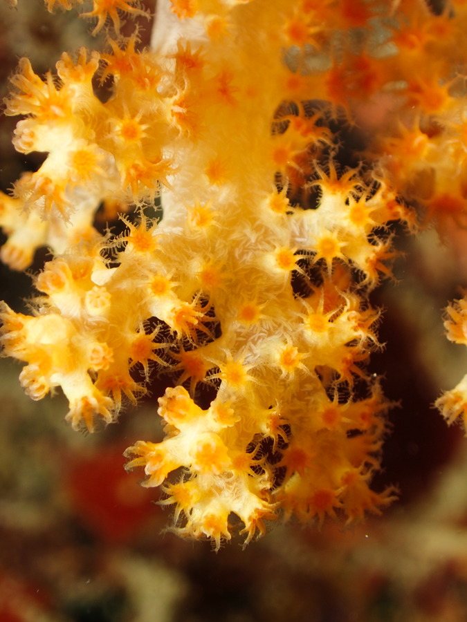 Dendronephthya sp.