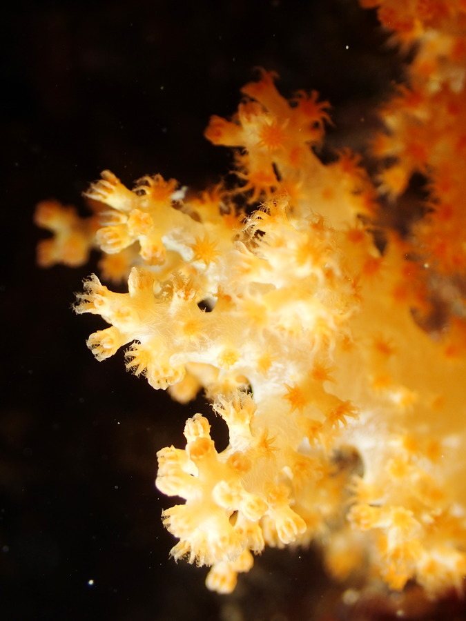 Dendronephthya sp.