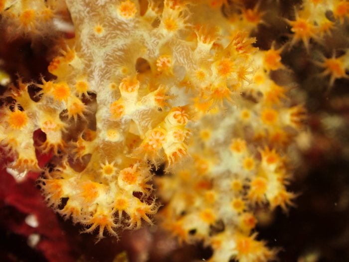 Dendronephthya sp.