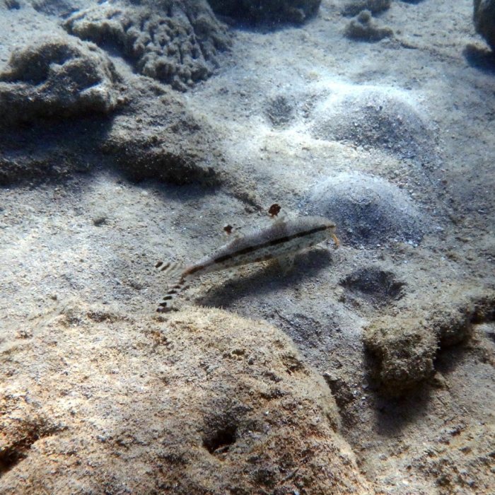 Upeneus tragula